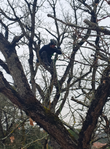 Ėlagage d'arbres à Muret