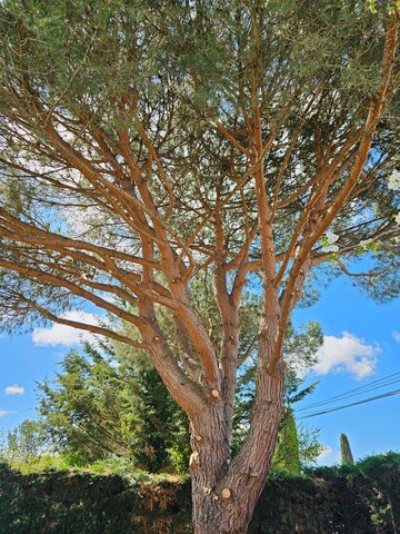 Taille d'un pin parasol à Muret