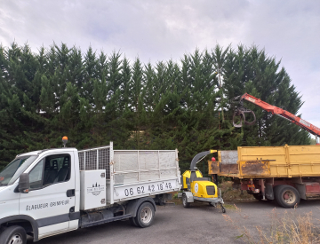 Taille de réduction sur une haie de cyprès à Carbonne