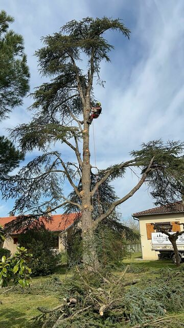Élagage d’un arbre de grande hauteur à Carbonne