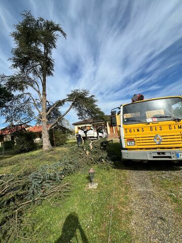Élagage d’un arbre de grande hauteur à Carbonne