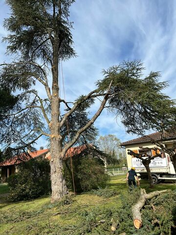 Élagage d’un arbre de grande hauteur à Carbonne