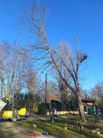 Abattage par démontage de deux frênes 