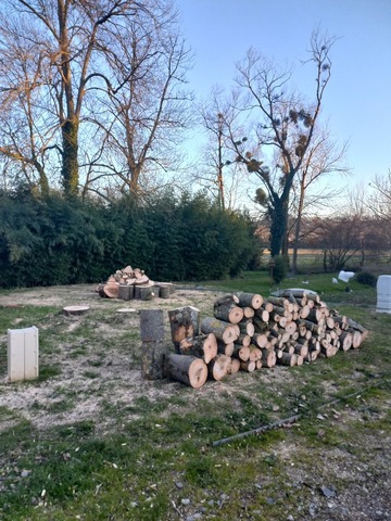 Abattage par démontage de deux frênes à Muret