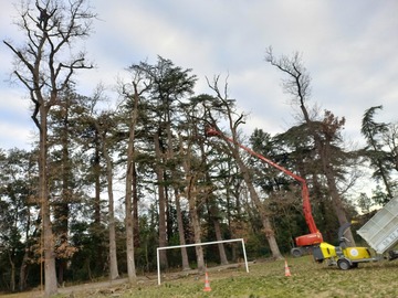 Mise en sécurité avec abattage d'un parc à Saint-Sulpice-sur-Lèze