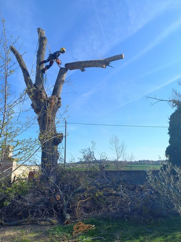 Abattage d'un orme par soins des  cimes