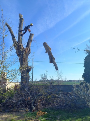 Abattage d'un orme par soins des  cimes