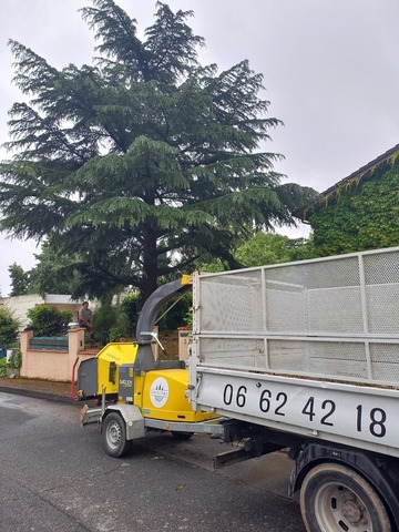 Abattage par démontage d'un cèdre à Muret