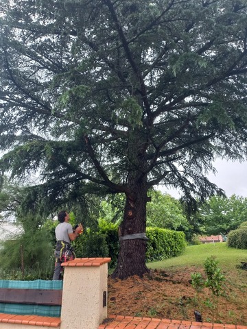 Abattage par démontage d'un cèdre à Muret