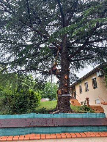 Abattage par démontage d'un cèdre à Muret