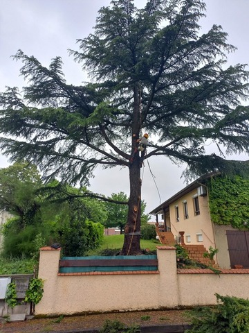 Abattage par démontage d'un cèdre à Muret