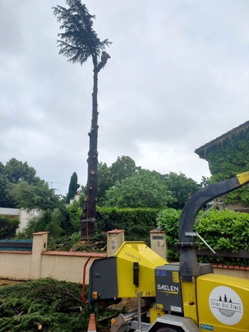 Abattage par démontage d'un cèdre à Muret