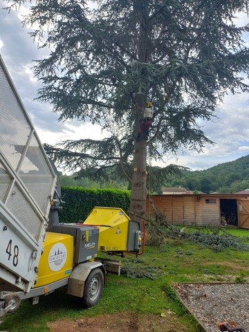 Abattage par démontage d'un cèdre 