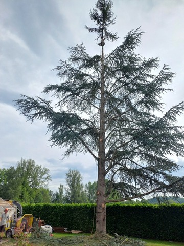 Abattage par démontage d'un cèdre 