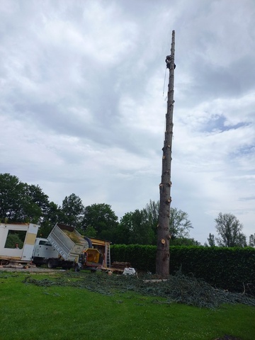 Abattage par démontage d'un cèdre 