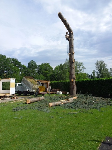 Abattage par démontage d'un cèdre 