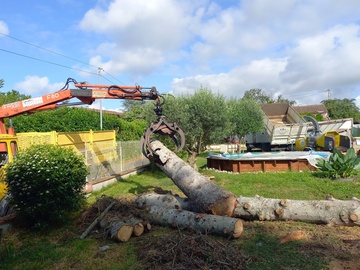 Abattage par démontage d'un sapin mort 