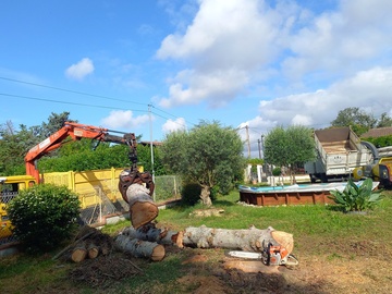 Abattage par démontage d'un sapin mort 