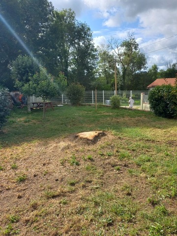 Abattage par démontage d'un sapin mort 