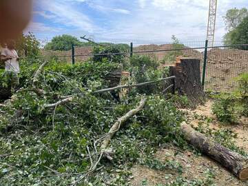 Abattage de peuplier blanc à Portet-sur-Garonne