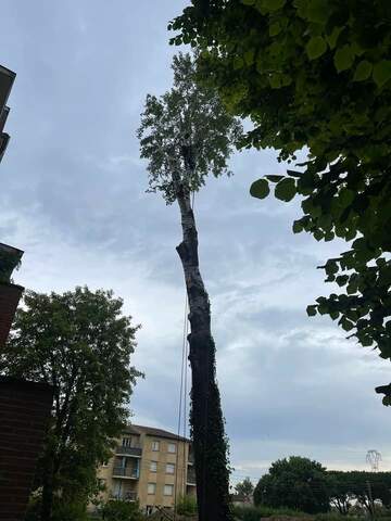 Abattage de peuplier blanc à Portet-sur-Garonne