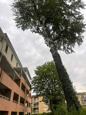 Abattage de peuplier blanc à Portet-sur-Garonne