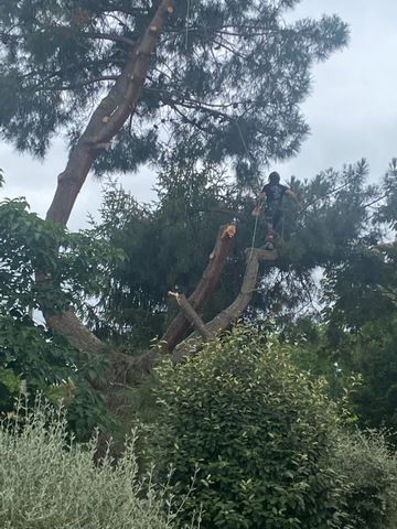 Abattage de pin parasol à Muret