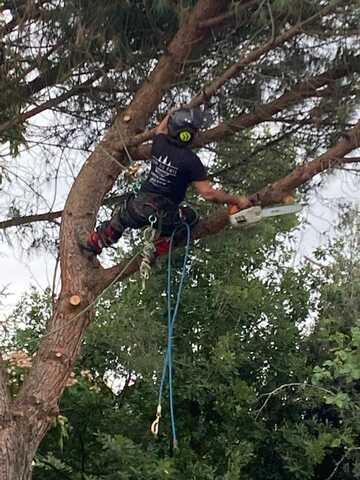 SOINS DES CIMES : EXPERTS EN ABATTAGE D'ARBRES À MURET