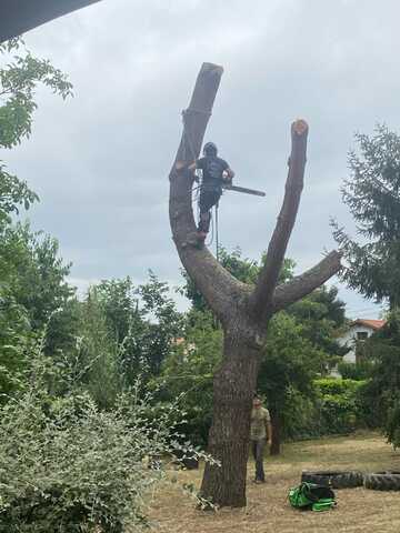 Abattage de pin parasol à Muret
