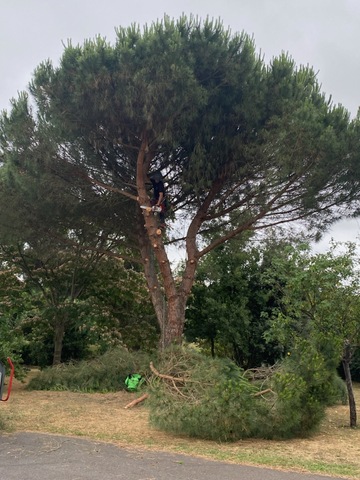 Abattage de Pin Parasol à Muret par SOINS DES CIMES