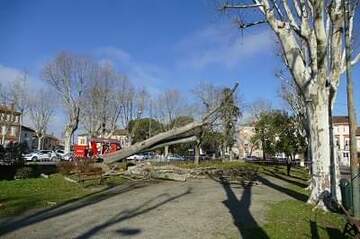 Abattage de tilleul malade à la mairie de Carbonne
