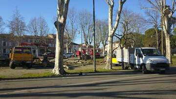 Abattage de tilleul malade à la mairie de Carbonne