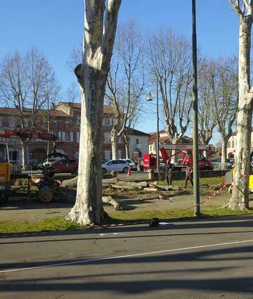 Abattage de tilleul malade à la mairie de Carbonne