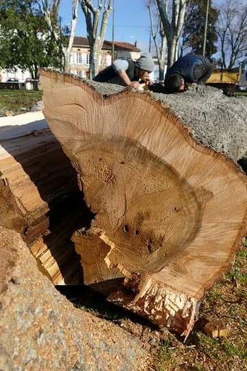 Abattage de tilleul malade à la mairie de Carbonne