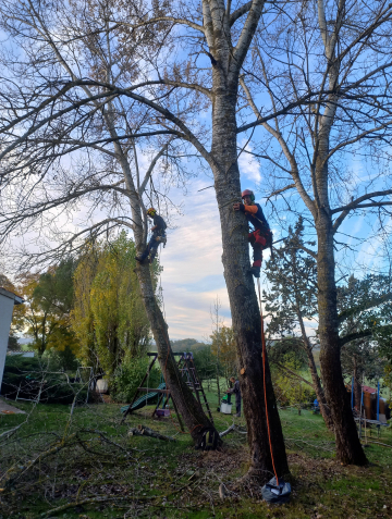  Gestion de l'abattage de peupliers par Soins des Cimes à Toulouse