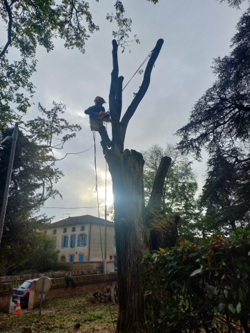 Abattage d'un sophora 