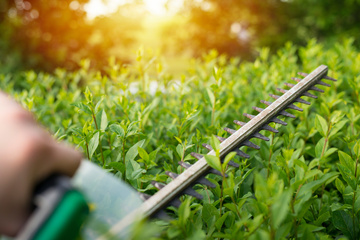 ENTRETIEN ET TAILLE DE HAIES ET D'ARBRES FRUITIERS À MURET : FAITES APPEL À SOINS DES CIMES ENTRETIEN ET TAILLE DE HAIES ET D'ARBRES FRUITIERS À MURET : FAITES APPEL À SOINS DES CIMES