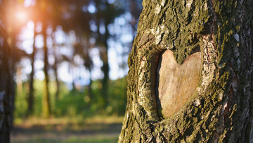 Arbre malade : faites appel à nous pour un diagnostic d'arbre près de Muret