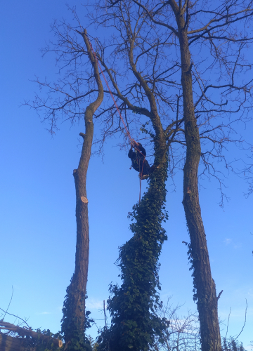 Abattage de 8 accacias et Broyage des branches avec le tracteur 