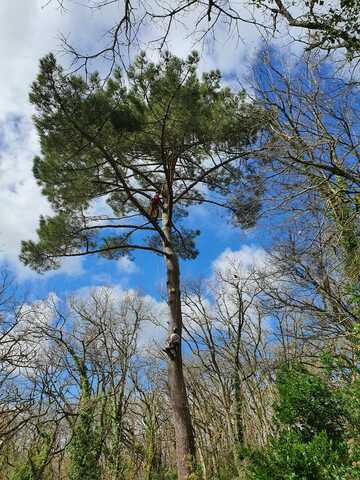 Elagage des bois morts d'un pin maritime près de  Toulouse