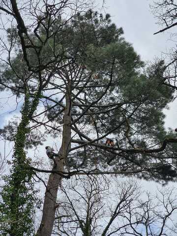 Elagage des bois morts d'un pin maritime près de  Toulouse