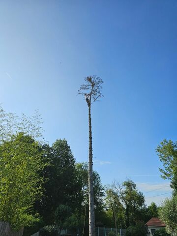 Abattage par démontage d'un sapin mort 