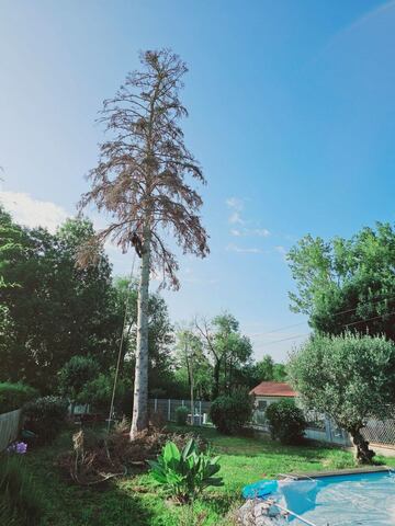 Abattage par démontage d'un sapin mort 