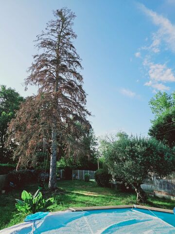 Abattage par démontage d'un sapin mort 