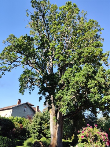 Abattage d'Arbre à Muret : Un Service de Qualité par Nos Experts