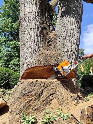 abattage d'un arbre à Muret
