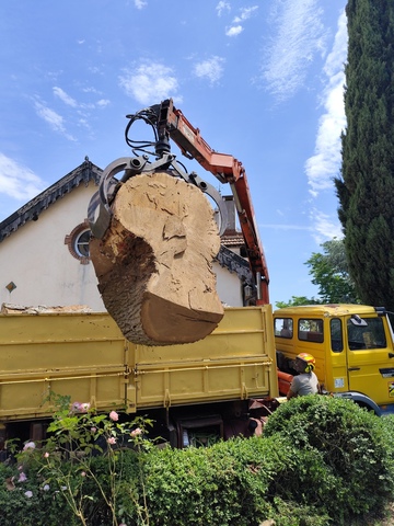abattage d'un arbre à Muret