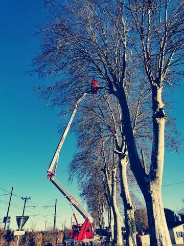 Taille de réduction de platanes à la mairie de Carbonne