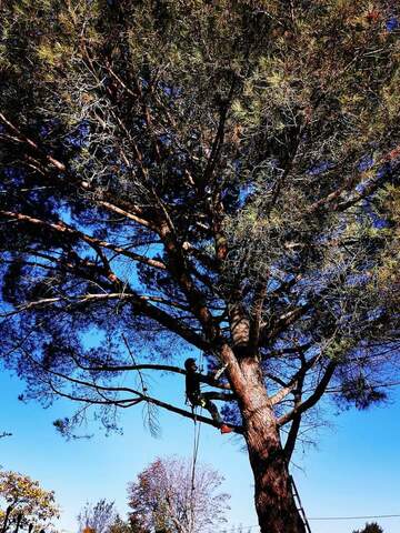 Élagage d'arbres près de Muret et ses environs