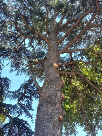 Taille sanitaire et coupe de branches mortes sur le parking d'Auchan à Carbonne